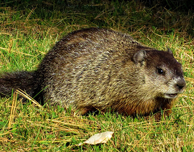 Groundhog Removal | Critter Control of Greater Pittsburgh