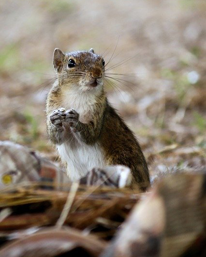 Ground Squirrel Control