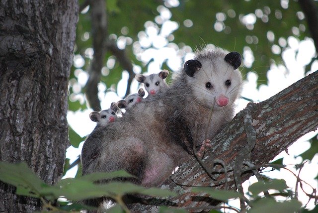 Opossum Trapping  Professional Wildlife Services